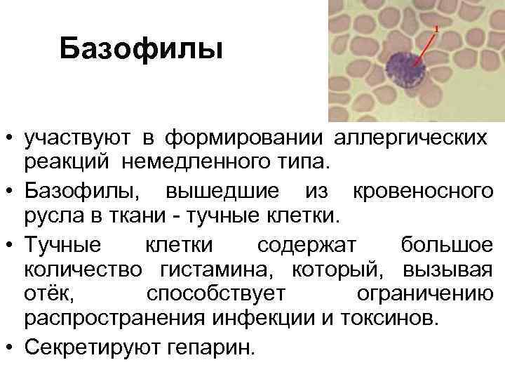 Базофилы • участвуют в формировании аллергических реакций немедленного типа. • Базофилы, вышедшие из кровеносного
