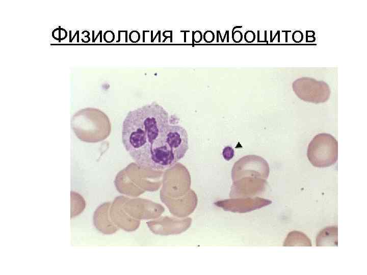 Физиология тромбоцитов 