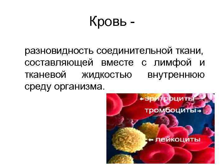 Кровь - разновидность соединительной ткани, составляющей вместе с лимфой и тканевой жидкостью внутреннюю среду