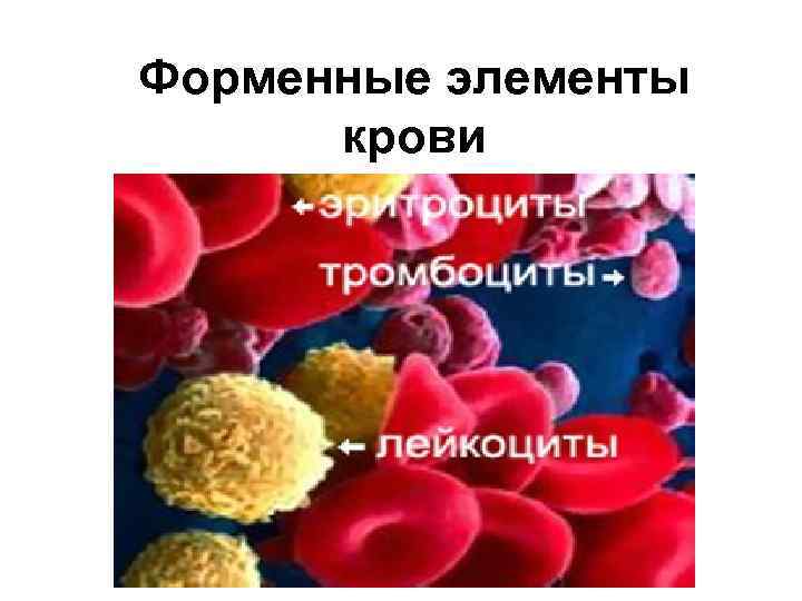Форменные элементы крови 