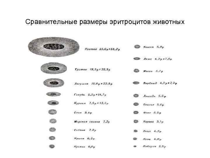 Размер эритроцита