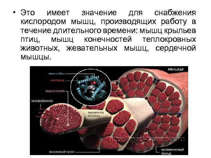 Кислород в мышцах. Снабжение мышц кислородом. Пути снабжения мышц кислородом. Во время сокращения мышцы снабжение кислородом. Что запасается кислород в мышцы.