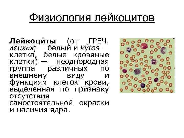 Физиология лейкоцитов Лейкоци ты (от ГРЕЧ. λευκως — белый и kýtos — клетка, белые