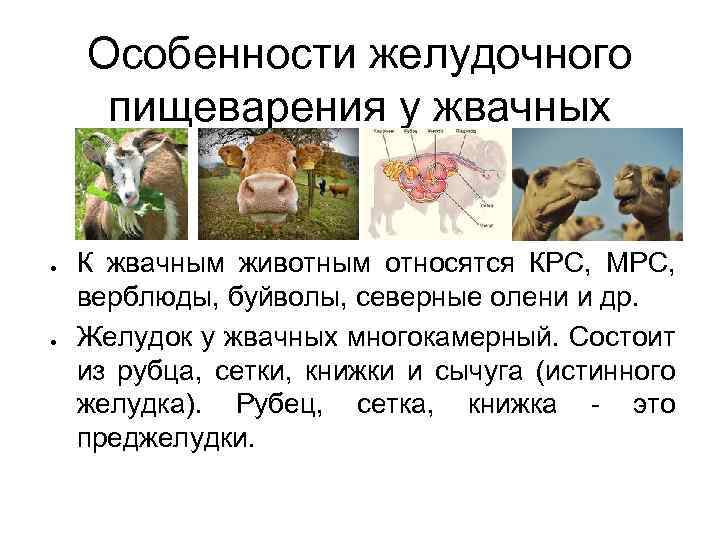 Особенности желудочного пищеварения у жвачных К жвачным животным относятся КРС, МРС, верблюды, буйволы, северные