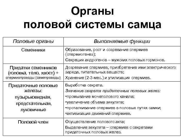 Органы половой системы самца Половые органы Семенники Придатки семенников (головка, тело, хвост) + спермиопроводы