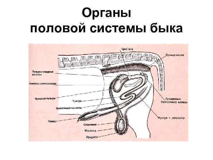 Органы половой системы быка 