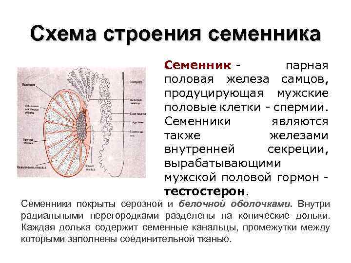 Схема строения семенника Семенник - парная половая железа самцов, продуцирующая мужские половые клетки -