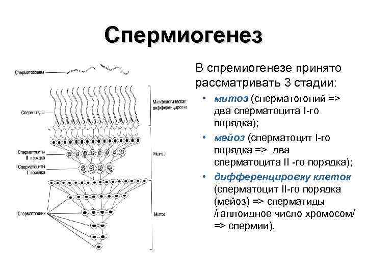 Спермиогенез В спремиогенезе принято рассматривать 3 стадии: • митоз (сперматогоний => два сперматоцита I-го