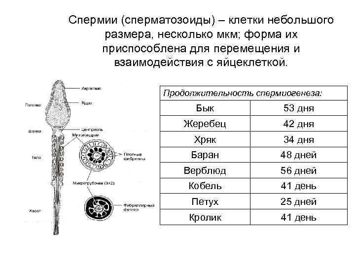 Спермии (сперматозоиды) – клетки небольшого размера, несколько мкм; форма их приспособлена для перемещения и