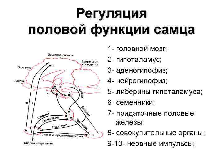 Регуляция половой функции самца 1 - головной мозг; 2 - гипоталамус; 3 - аденогипофиз;