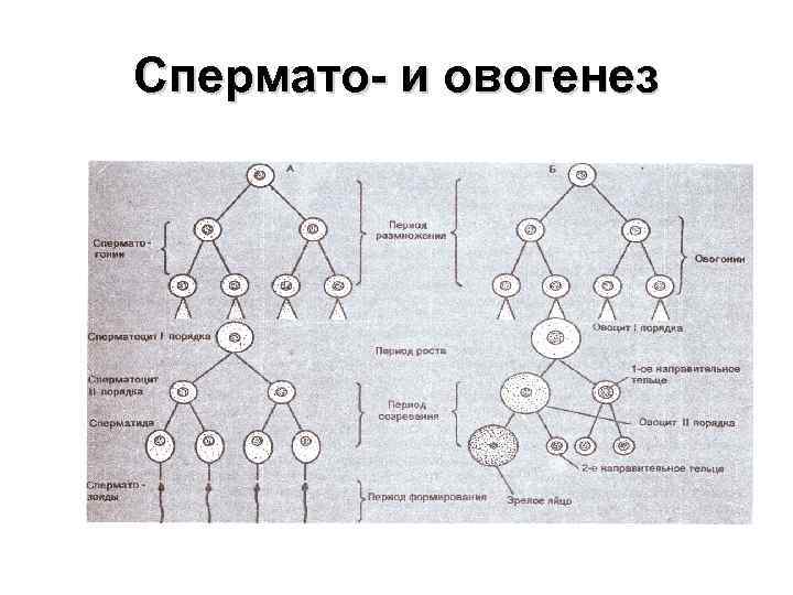 Спермато- и овогенез 