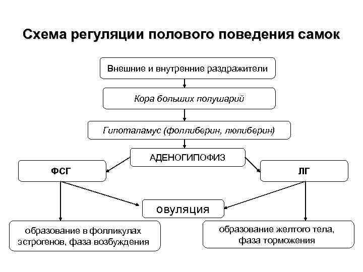 Схема регуляции полового поведения самок Внешние и внутренние раздражители Кора больших полушарий Гипоталамус (фоллиберин,