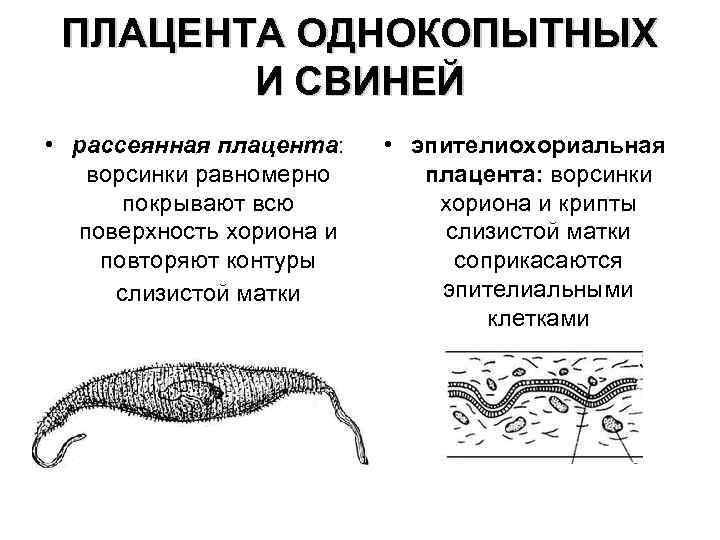 ПЛАЦЕНТА ОДНОКОПЫТНЫХ И СВИНЕЙ • рассеянная плацента: ворсинки равномерно покрывают всю поверхность хориона и