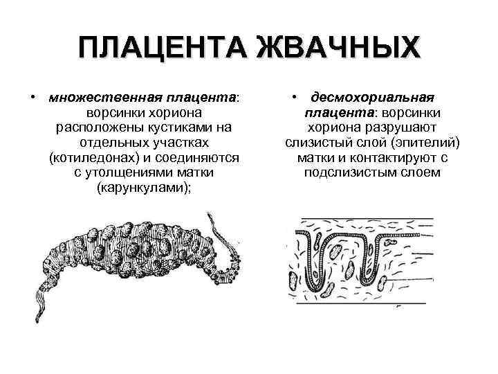 ПЛАЦЕНТА ЖВАЧНЫХ • множественная плацента: ворсинки хориона расположены кустиками на отдельных участках (котиледонах) и