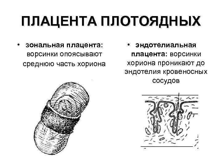 ПЛАЦЕНТА ПЛОТОЯДНЫХ • зональная плацента: ворсинки опоясывают среднюю часть хориона • эндотелиальная плацента: ворсинки