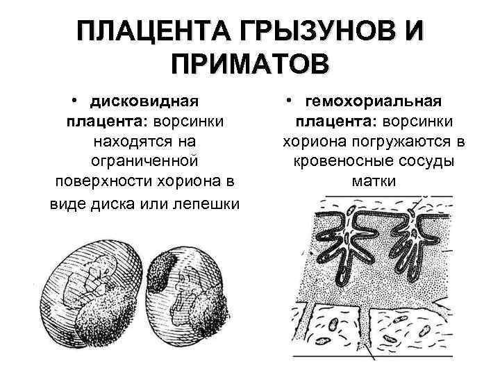 ПЛАЦЕНТА ГРЫЗУНОВ И ПРИМАТОВ • дисковидная плацента: ворсинки находятся на ограниченной поверхности хориона в