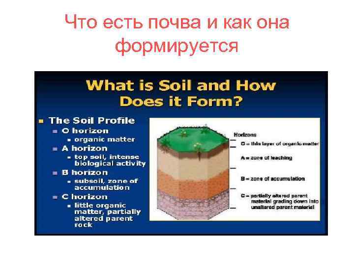 Что есть почва и как она формируется 