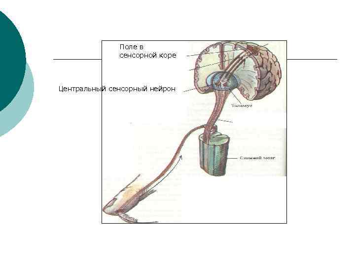 Поле в сенсорной коре Центральный сенсорный нейрон 