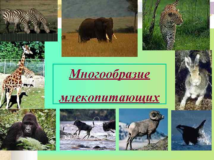 Многообразие млекопитающих 