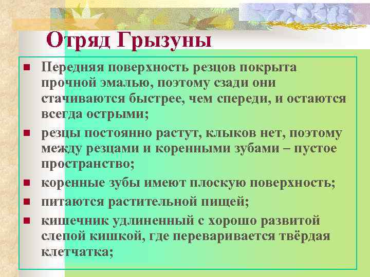 Отряд Грызуны n n n Передняя поверхность резцов покрыта прочной эмалью, поэтому сзади они