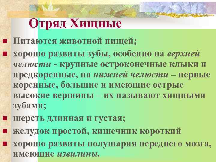 Отряд Хищные n n n Питаются животной пищей; хорошо развиты зубы, особенно на верхней