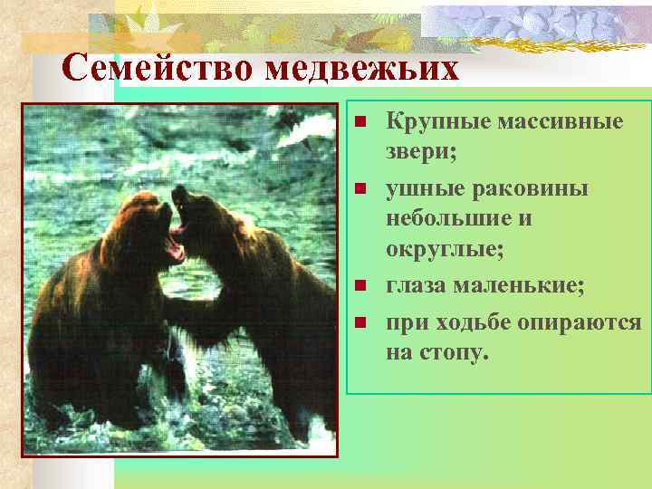 Семейство медвежьих n n Крупные массивные звери; ушные раковины небольшие и округлые; глаза маленькие;