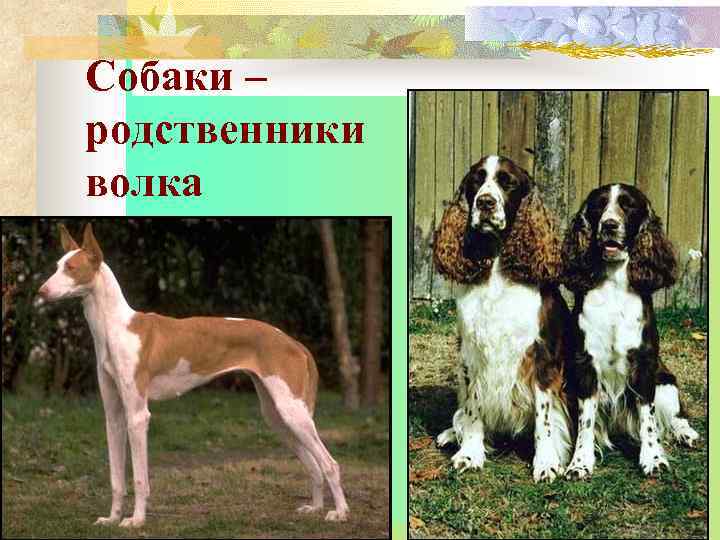 Собаки – родственники волка 