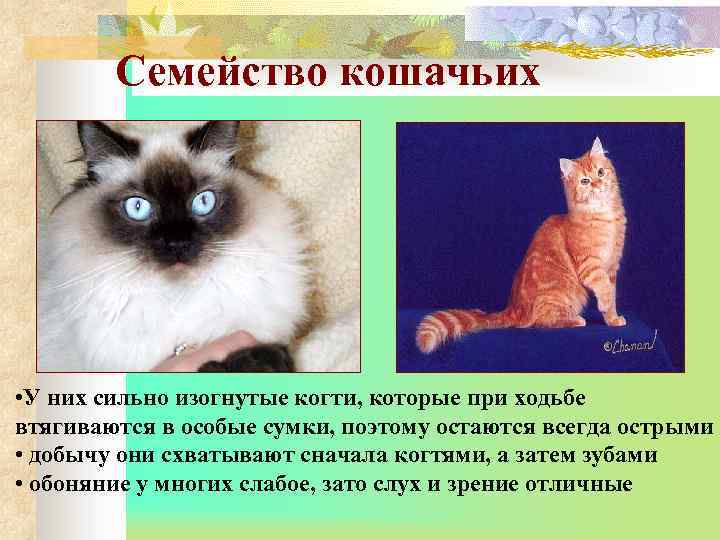 Семейство кошачьих • У них сильно изогнутые когти, которые при ходьбе втягиваются в особые