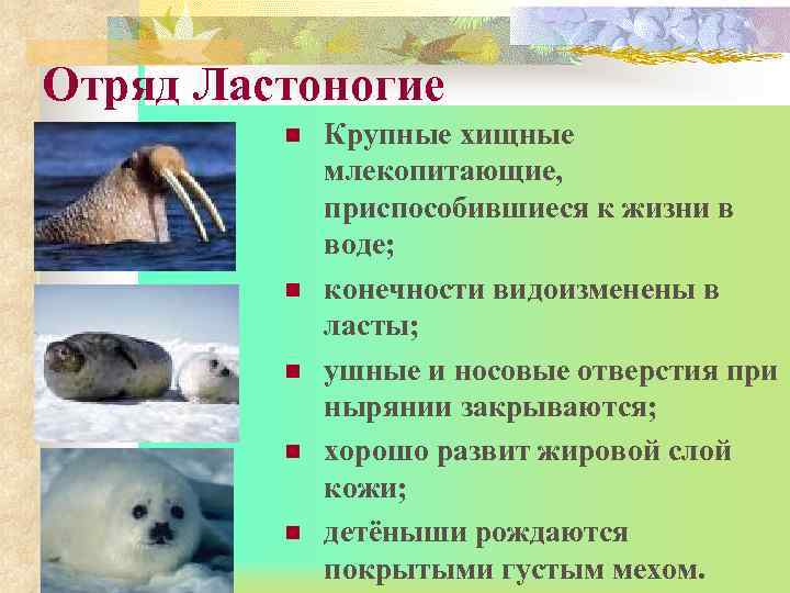 Отряд Ластоногие n n n Крупные хищные млекопитающие, приспособившиеся к жизни в воде; конечности
