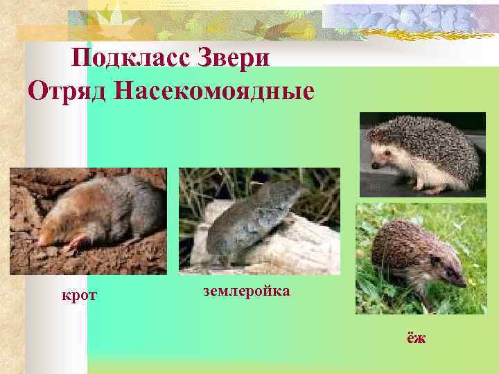 Подкласс Звери Отряд Насекомоядные крот землеройка ёж 