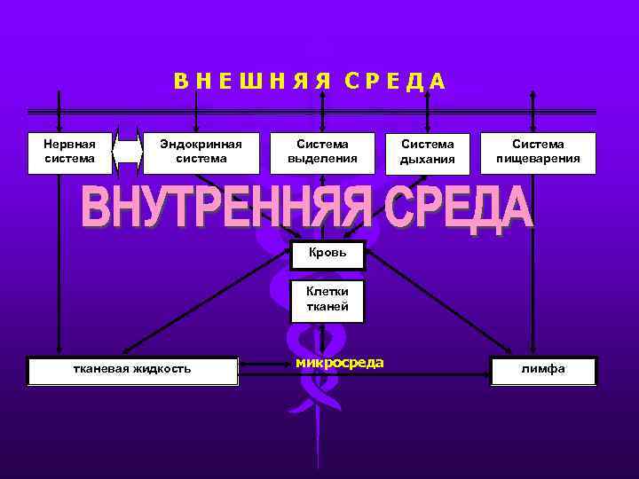 ВНЕШНЯЯ СРЕДА Нервная система Эндокринная система Система выделения Система дыхания Система пищеварения Кровь Клетки