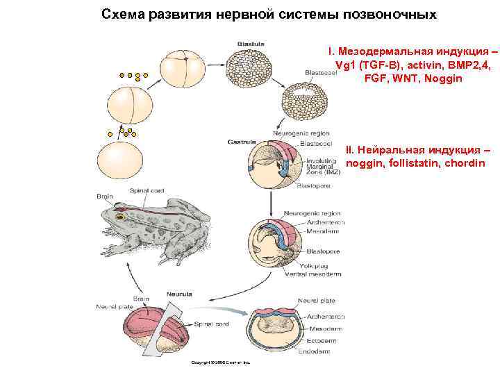 Схема дифференцировки нейрального зачатка