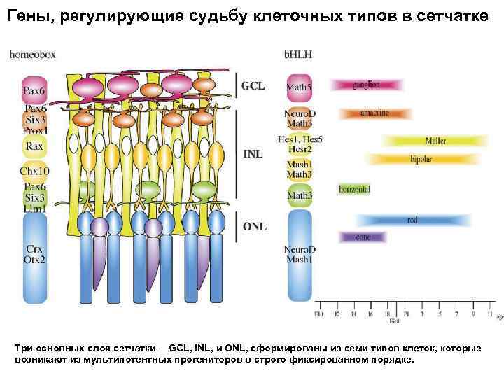 Гены, регулирующие судьбу клеточных типов в сетчатке Три основных слоя сетчатки —GCL, INL, и