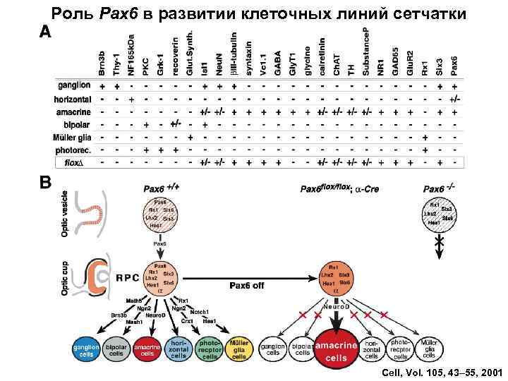 Роль Pax 6 в развитии клеточных линий сетчатки Cell, Vol. 105, 43– 55, 2001