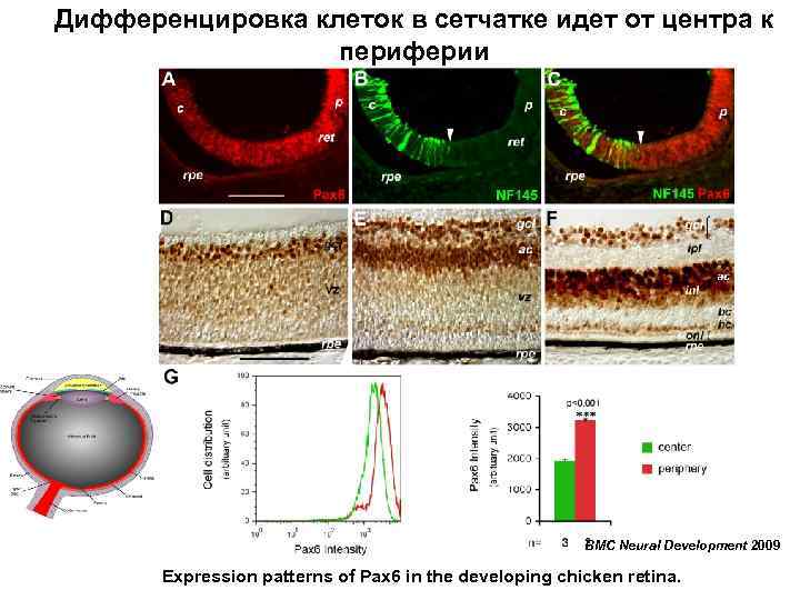 Дифференцировка клеток в сетчатке идет от центра к периферии BMC Neural Development 2009 Expression