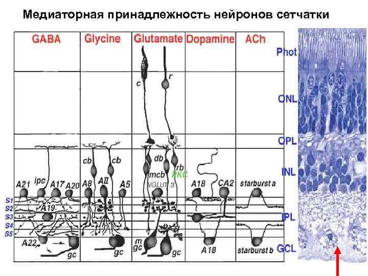 Медиаторная принадлежность нейронов сетчатки 