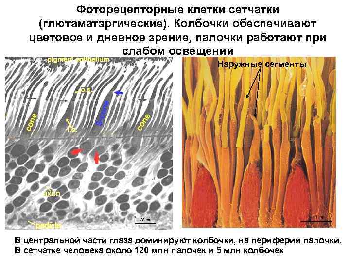 Фоторецепторные клетки сетчатки (глютаматэргические). Колбочки обеспечивают цветовое и дневное зрение, палочки работают при слабом