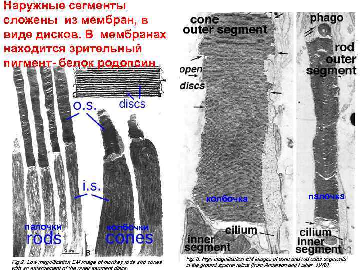 Наружные сегменты сложены из мембран, в виде дисков. В мембранах находится зрительный пигмент- белок