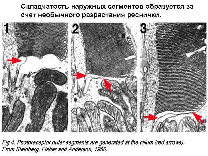 Складчатость наружных сегментов образуется за счет необычного разрастания реснички. 