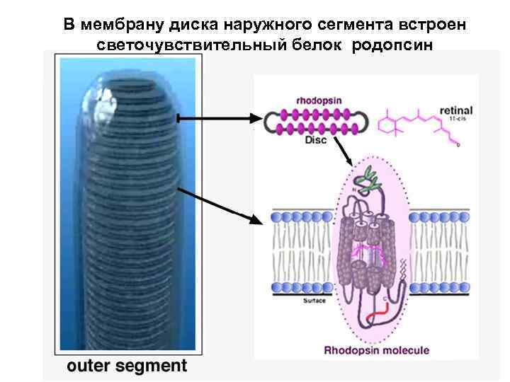 В мембрану диска наружного сегмента встроен светочувствительный белок родопсин 