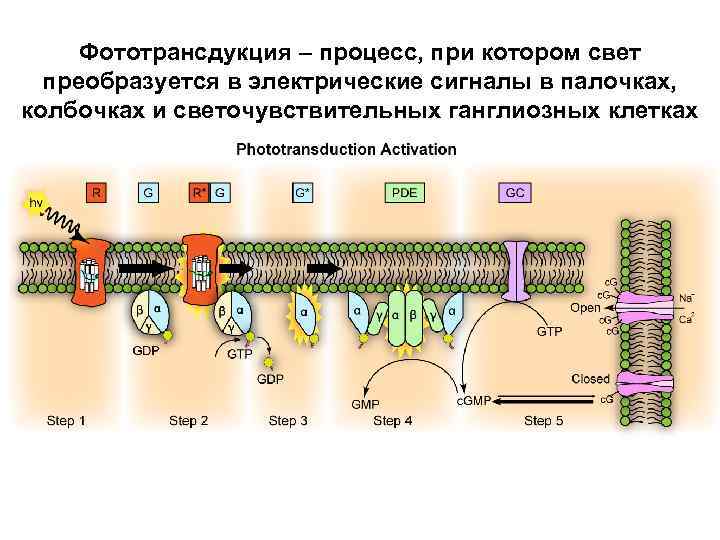 Фототрансдукция – процесс, при котором свет преобразуется в электрические сигналы в палочках, колбочках и