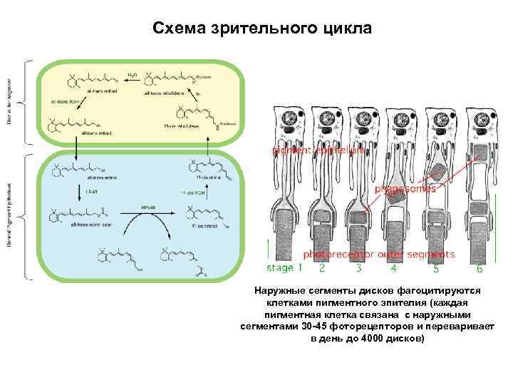 Схема зрительного акта