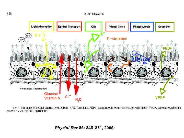 Physiol Rev 85: 845– 881, 2005; 