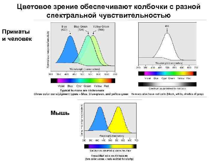 Цветовое зрение обеспечивают колбочки с разной спектральной чувствительностью Приматы и человек Мышь 