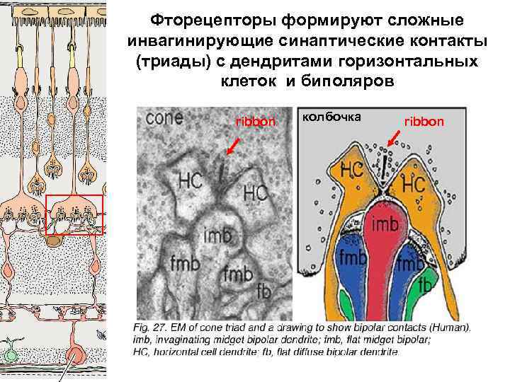 Фторецепторы формируют сложные инвагинирующие синаптические контакты (триады) с дендритами горизонтальных клеток и биполяров ribbon