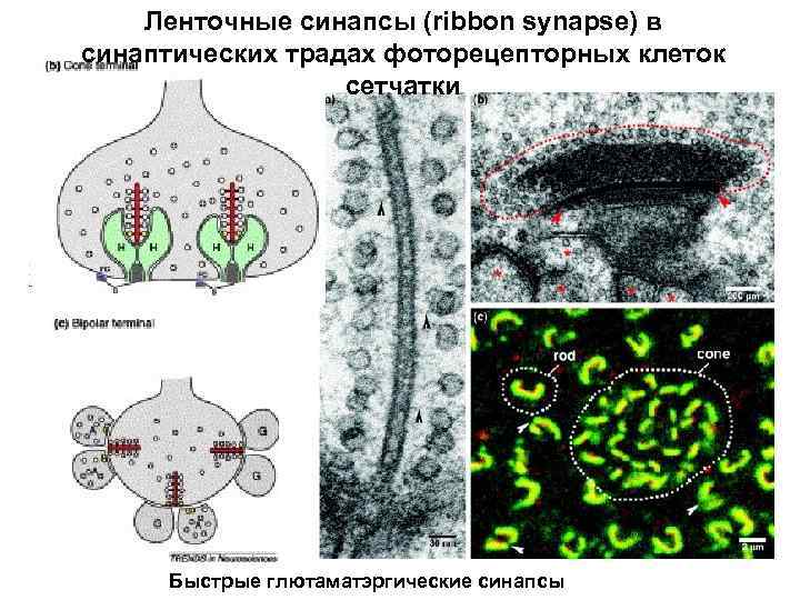 Ленточные синапсы (ribbon synapse) в синаптических традах фоторецепторных клеток сетчатки Быстрые глютаматэргические синапсы 