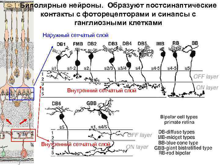 Биполярные нейроны. Образуют постсинаптические контакты с фоторецепторами и синапсы с ганглиозными клетками Наружный сетчатый