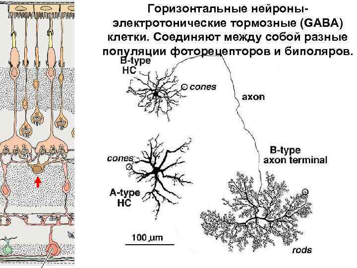 Горизонтальные нейроныэлектротонические тормозные (GABA) клетки. Соединяют между собой разные популяции фоторецепторов и биполяров. 