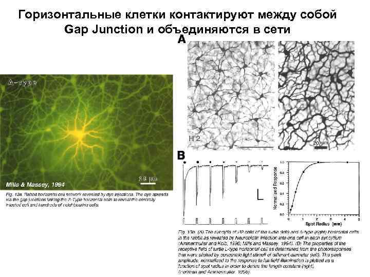 Горизонтальные клетки контактируют между собой Gap Junction и объединяются в сети 