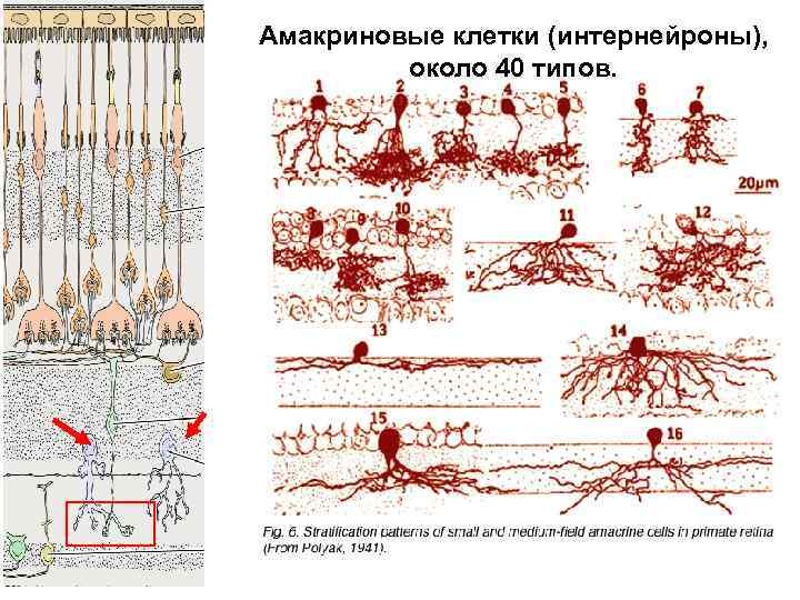 Горизонтальные клетки. Амакриновые Нейроны сетчатки глаза. Амакриновые клетки функции. Амакриновые Нейроны функции. Строение сетчатки амакриновые клетки.